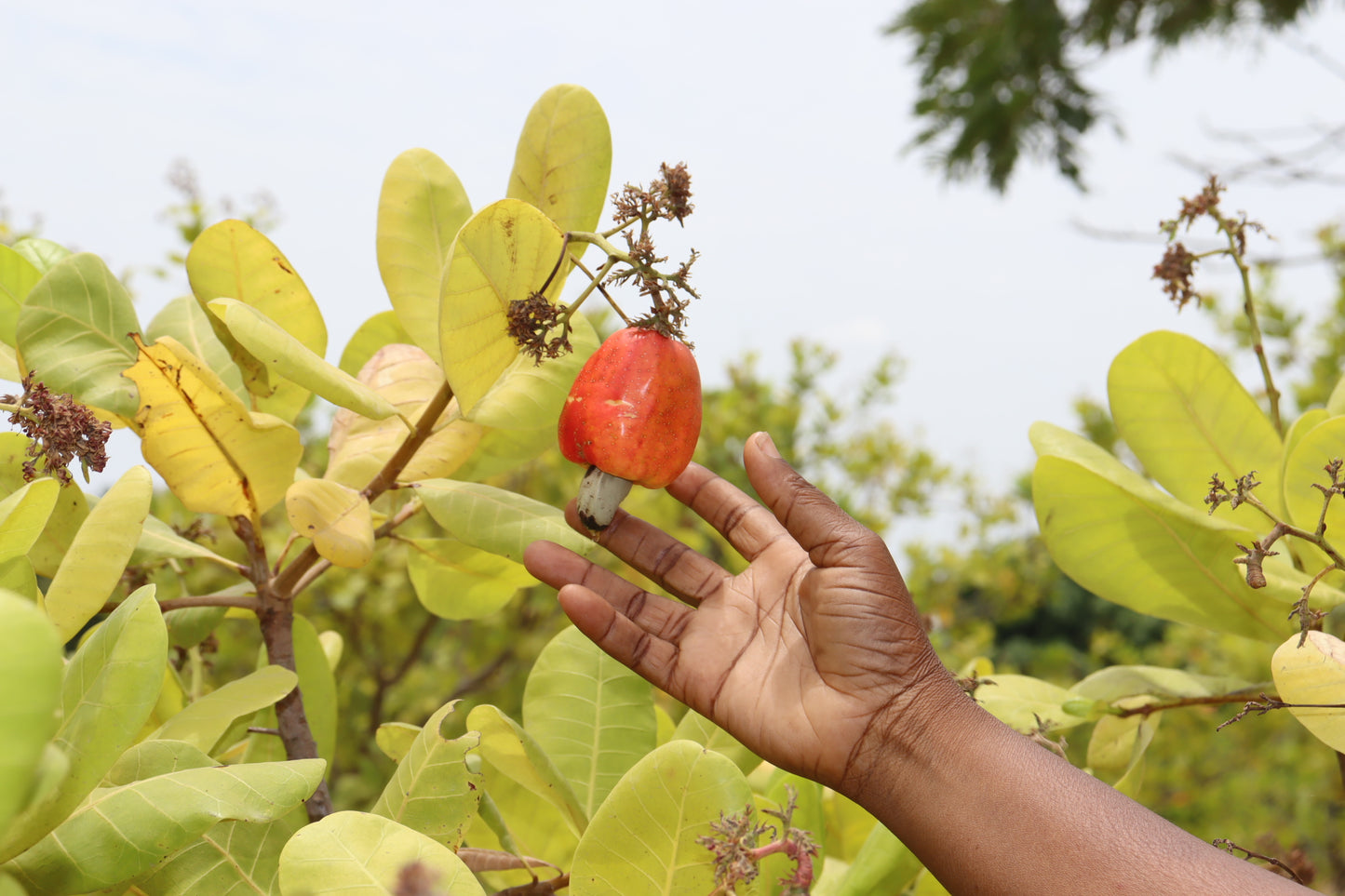 ✨Noix de Cajou Nature Bio ☘️ Goût Authentique de Côte d’Ivoire✨(1kg)